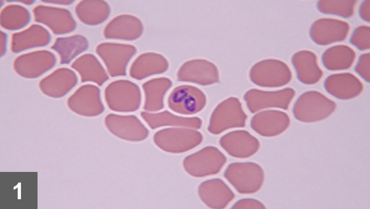 Diagnosing Treating Babesiosis in Dogs Clinician s Brief