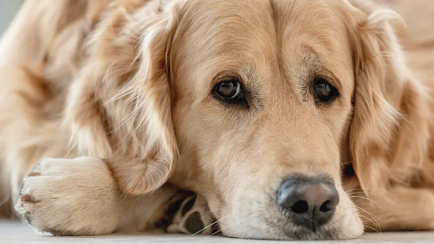 A close-up of a golden retriever lying down with a relaxed expression, showcasing its soft fur and attentive eyes. The setting appears to be indoors, highlighting the dog's calm demeanor and overall health.