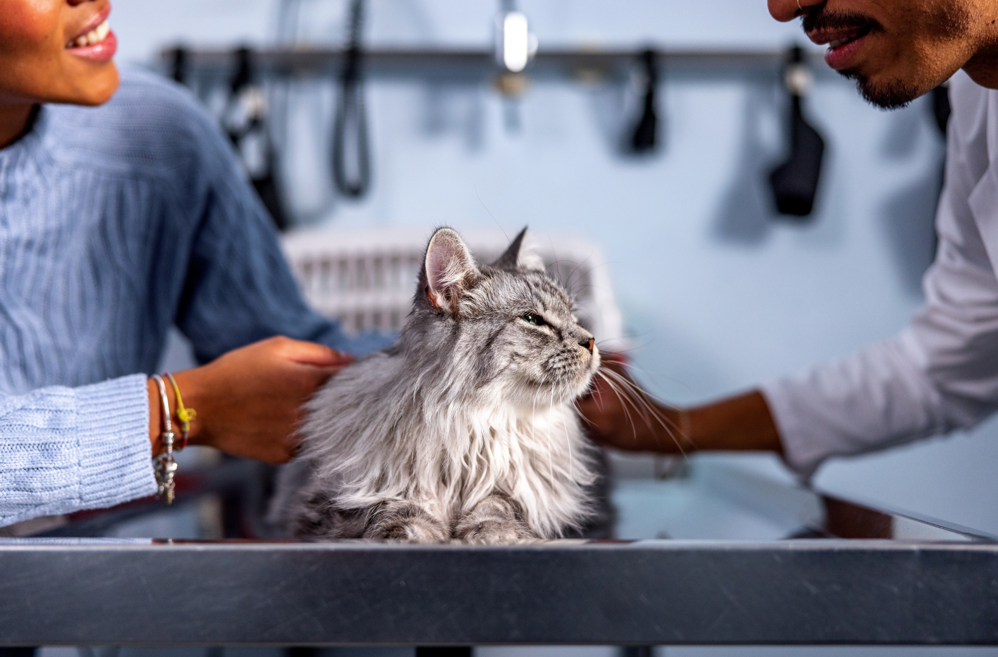 clinician’s brief vol.3 Your Go-To Resource for Veterinary Essentials & Insights
