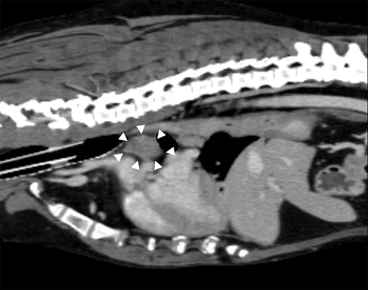 Lateral CT image of a dog with arrowheads pointing to an enlarged tracheobronchial lymph node.