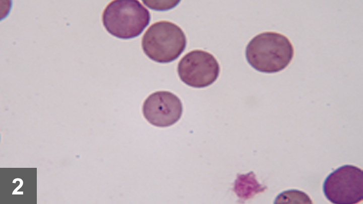 Treatment for babesia in dogs sale