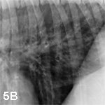 Interpreting Small Animal Thoracic Radiographs | Clinician's Brief