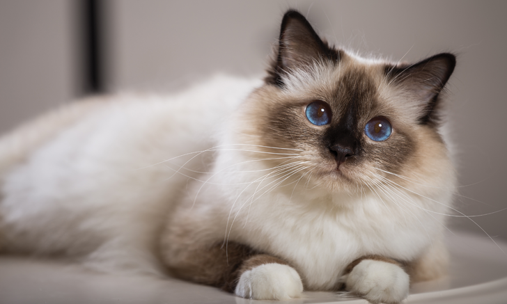 Top 5 Causes of Eosinophilia in Cats | Clinician's Brief