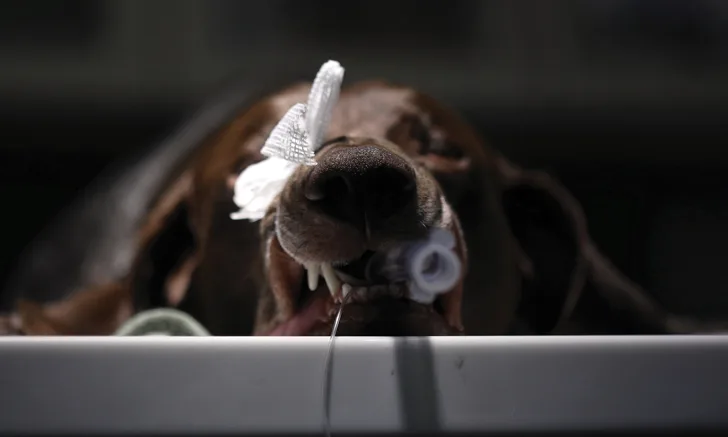 A brown dog lies on a veterinary examination table with a bandage on its nose and a breathing tube in its mouth, appearing calm despite the clinical setting. The background is softly blurred, emphasizing the dog's face and the medical equipment nearby.