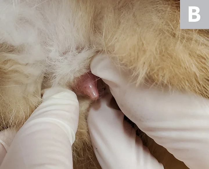 Figure 1A: A close-up of an unneutered cat’s penis. Figure 1B: A close-up of a neutered cat’s penis.