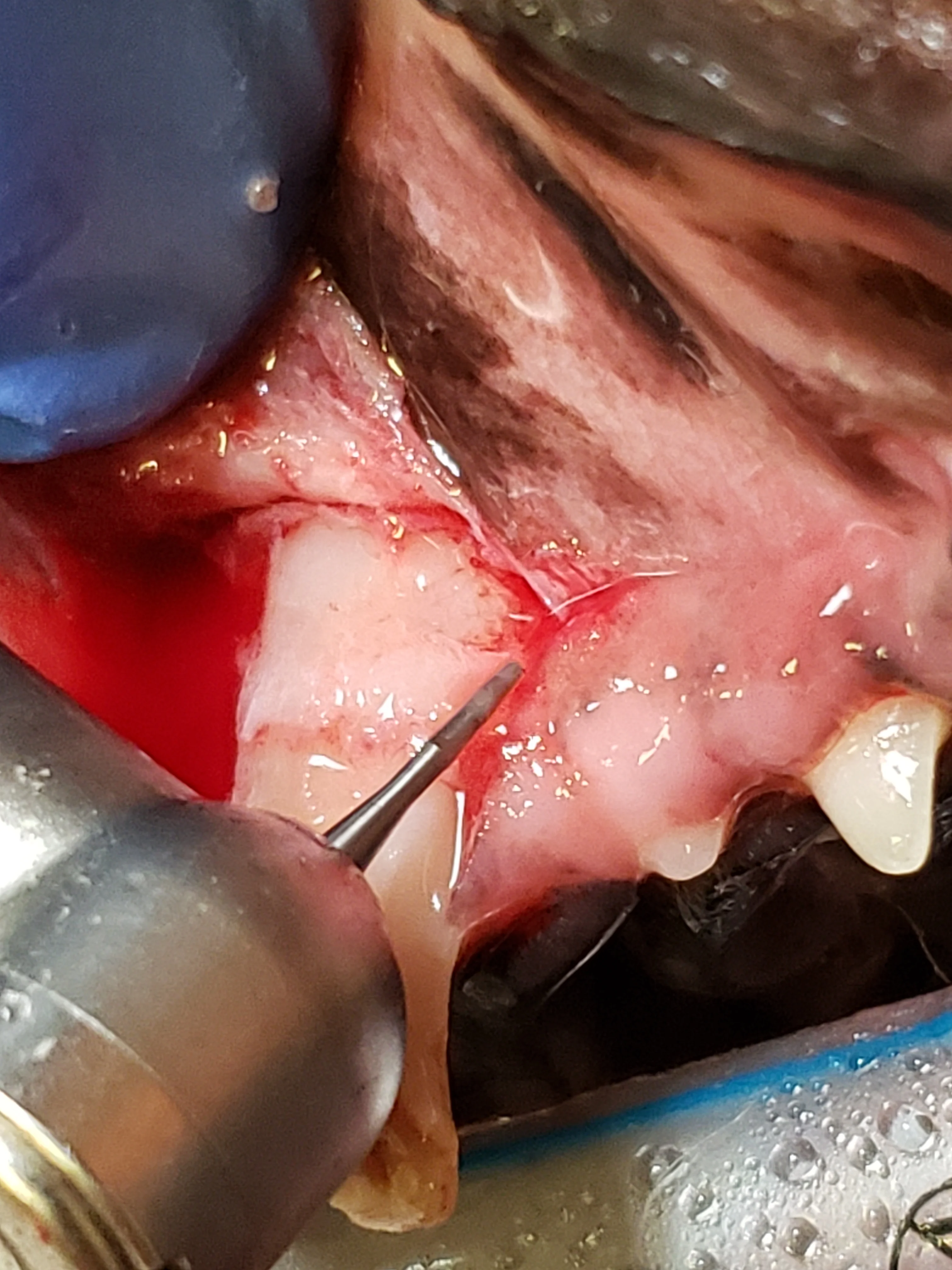 Dental bur being used to incise bone along mesial and distal edges of canine tooth root.