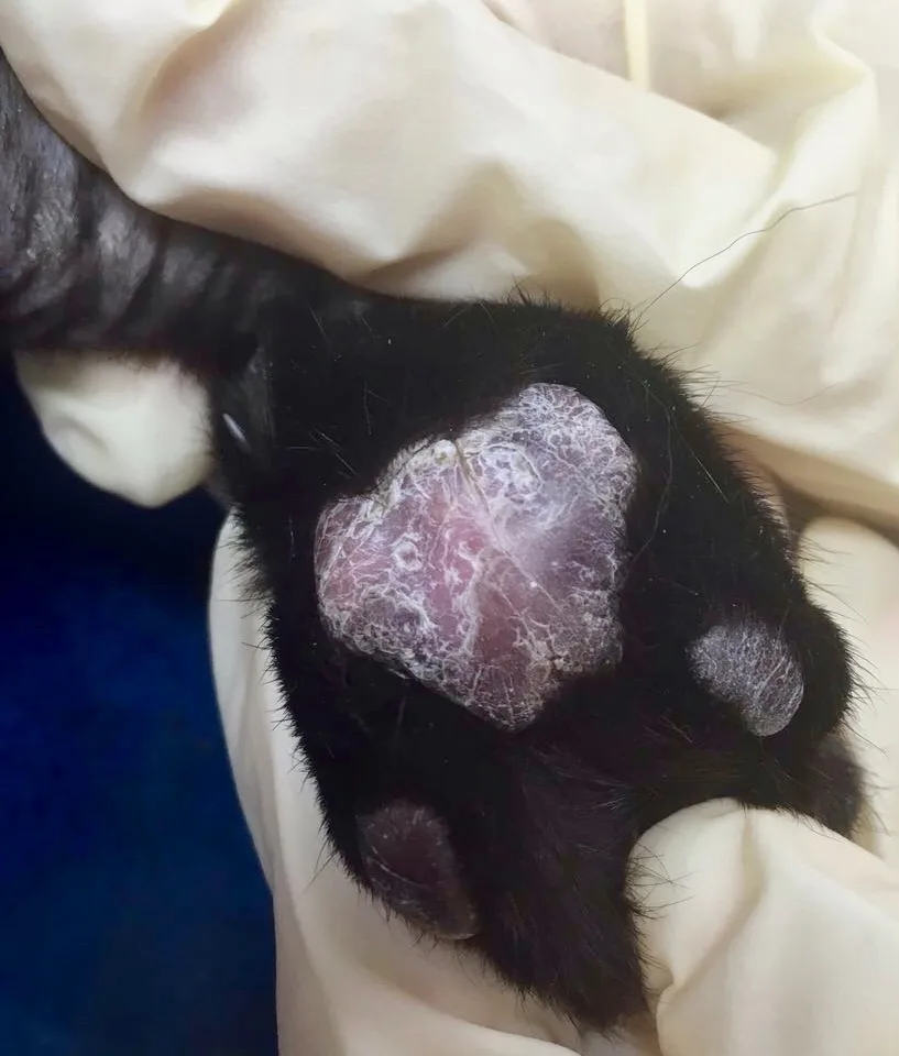 Swollen, discolored paw pad of a cat.