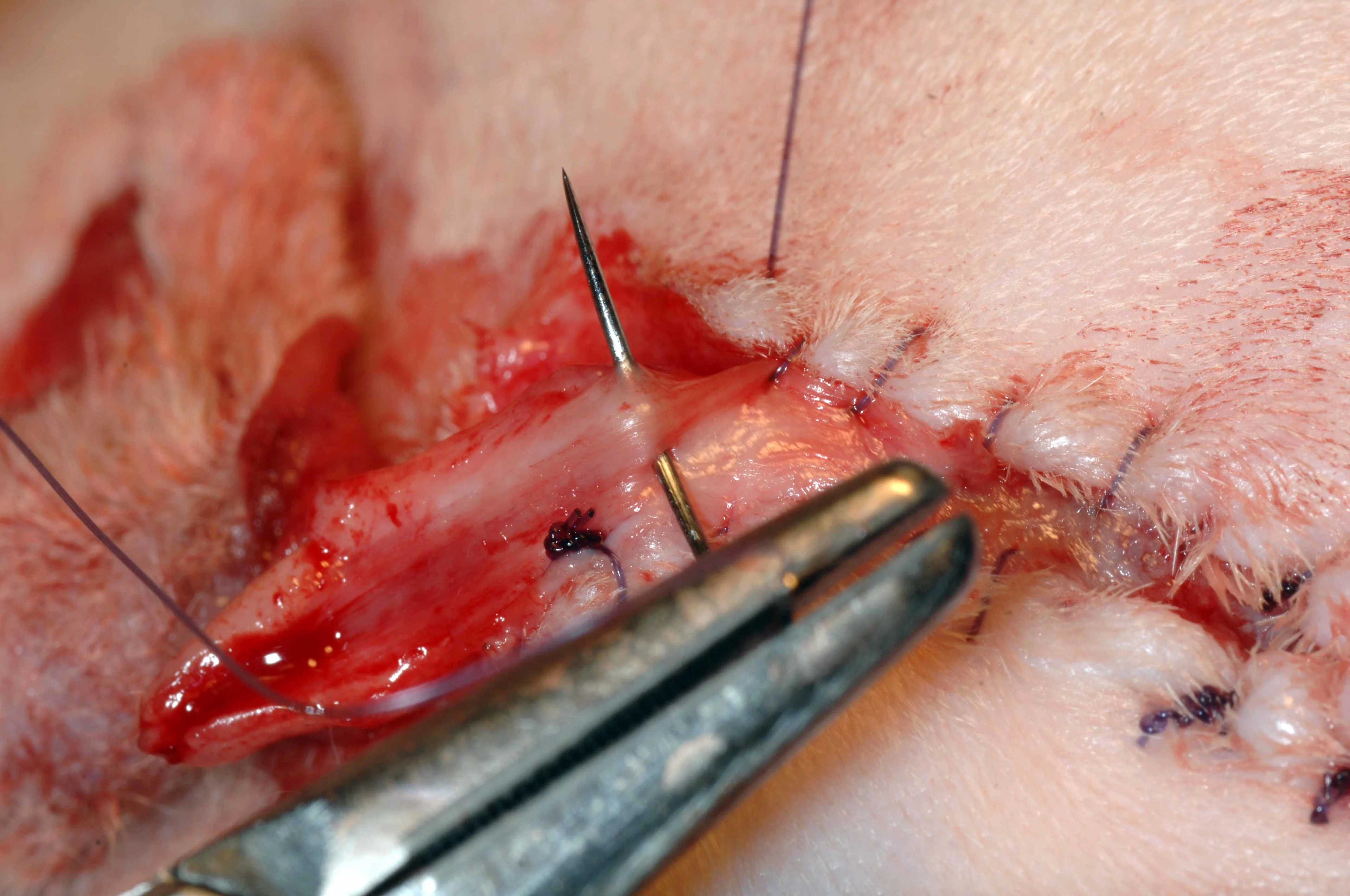 Suture needles being used on a cat.