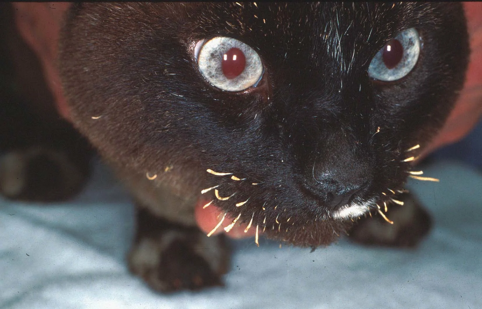 selected slide image