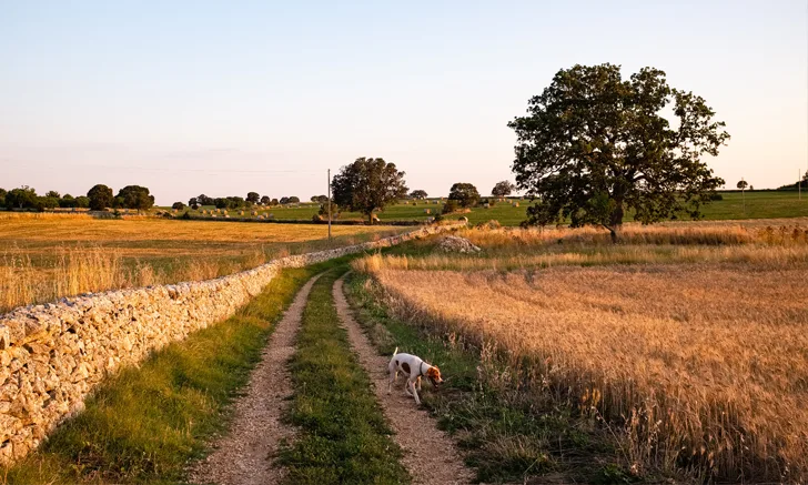A dog roaming in an open field in the countryside.