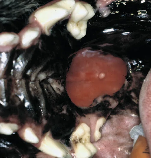 selected slide image