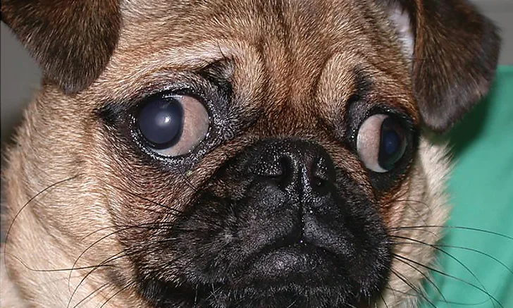 why are there so many brachycephalic dog breeds