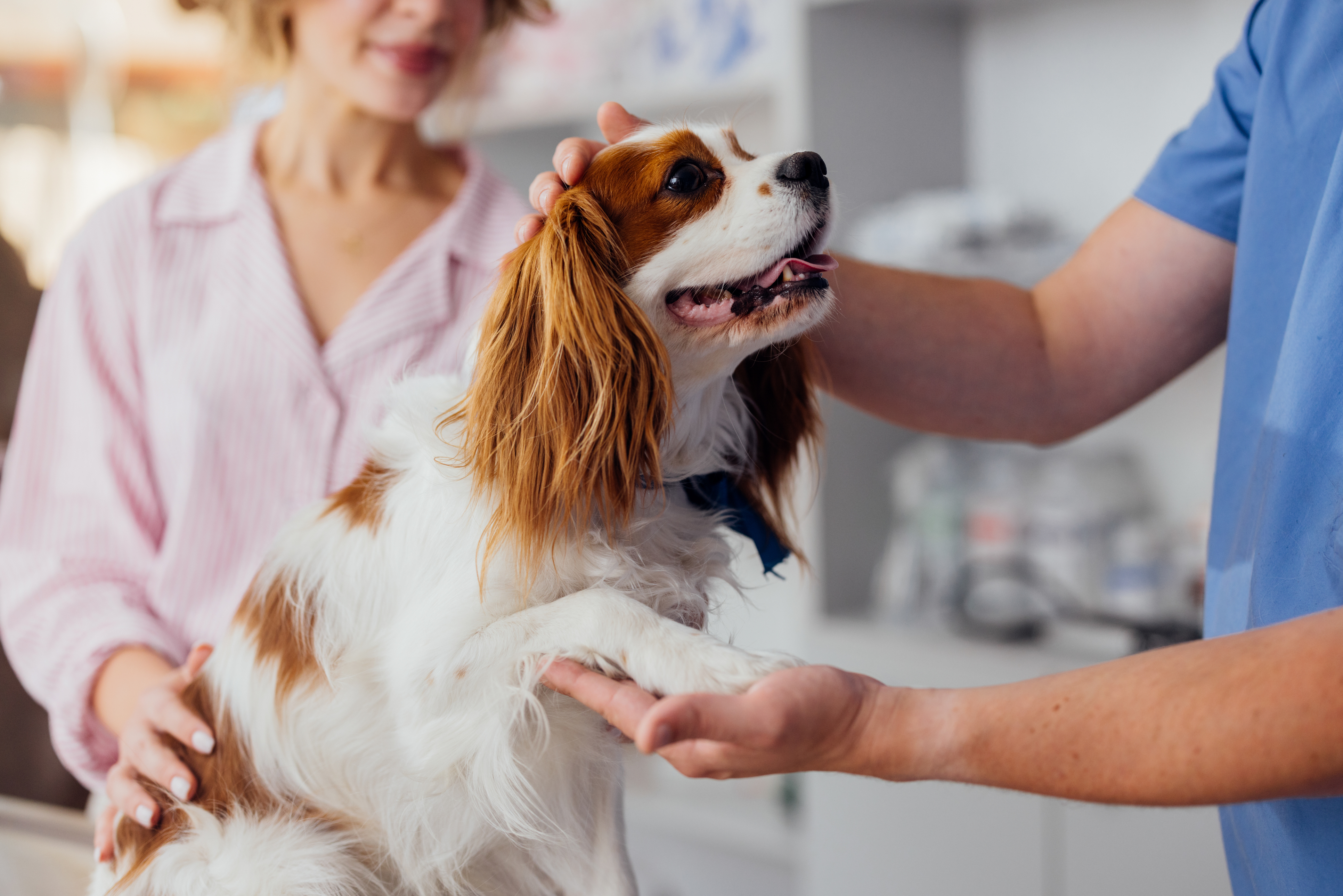 clinician’s brief　Vol.2 Your Go-To Resource for Veterinary Essentials & Insights