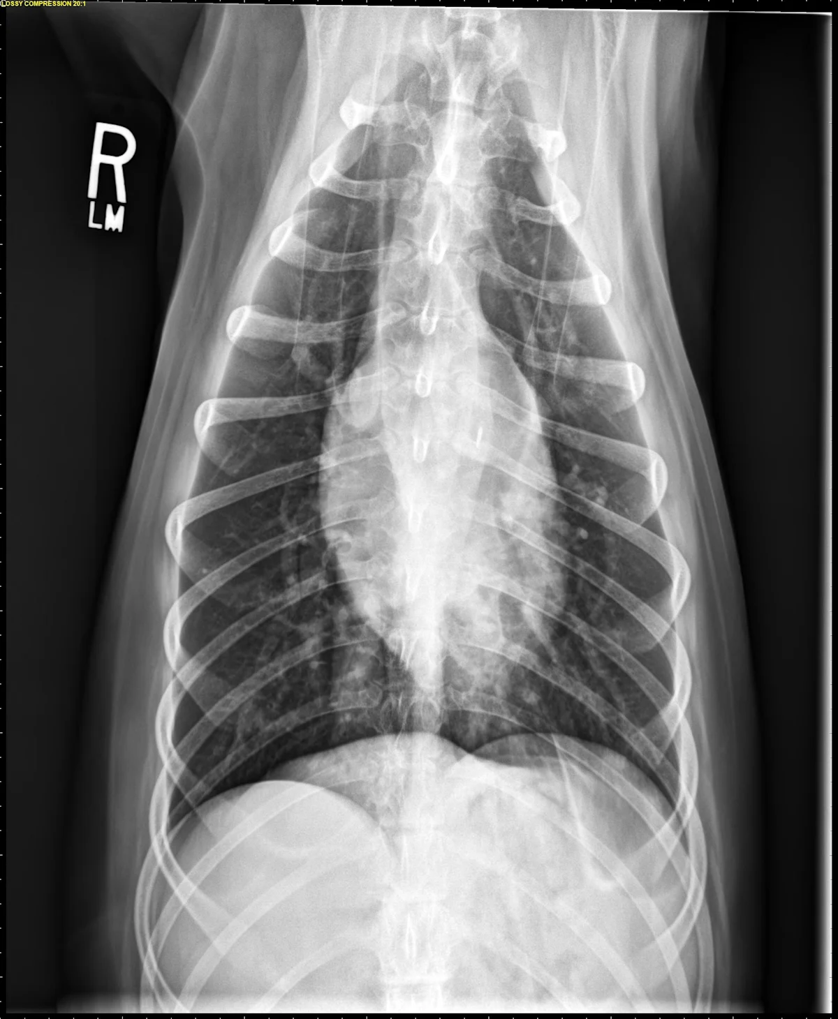 Radiographs in a dog with arrowheads highlighting findings.