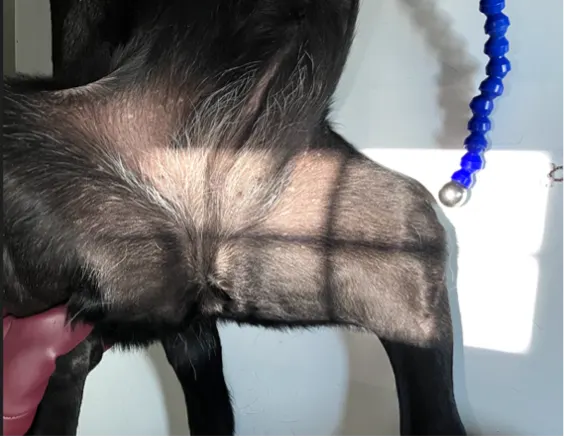 Proper collimator beam alignment and positioning of a dog's left pelvic limb to obtain a lateral radiograph of the femur.