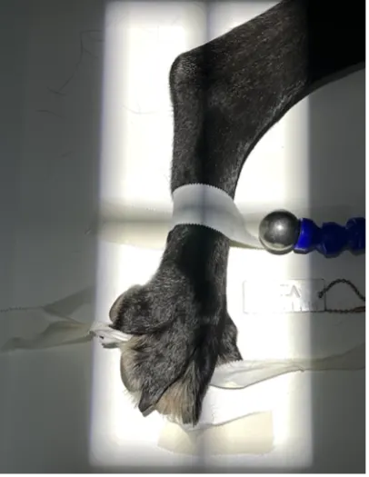 Proper collimator beam alignment and positioning of a dog's foot with digits separated by tape to obtain a lateral radiograph.