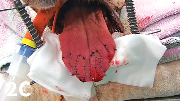 Rostral dog tongue with multiple lacerations before, during, and after surgical repair.