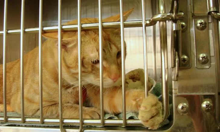 An orange cat pawing from inside a kennel.