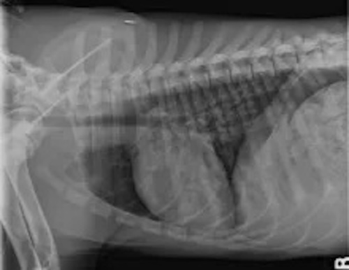 Clinical Image: Does This Coughing Dog Have Cardiomegaly?