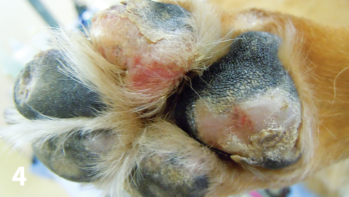 Old dog outlet paw pads