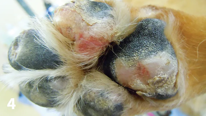 A close-up of the underside of a dog’s paw showing depigmentation and erosion of the footpads.