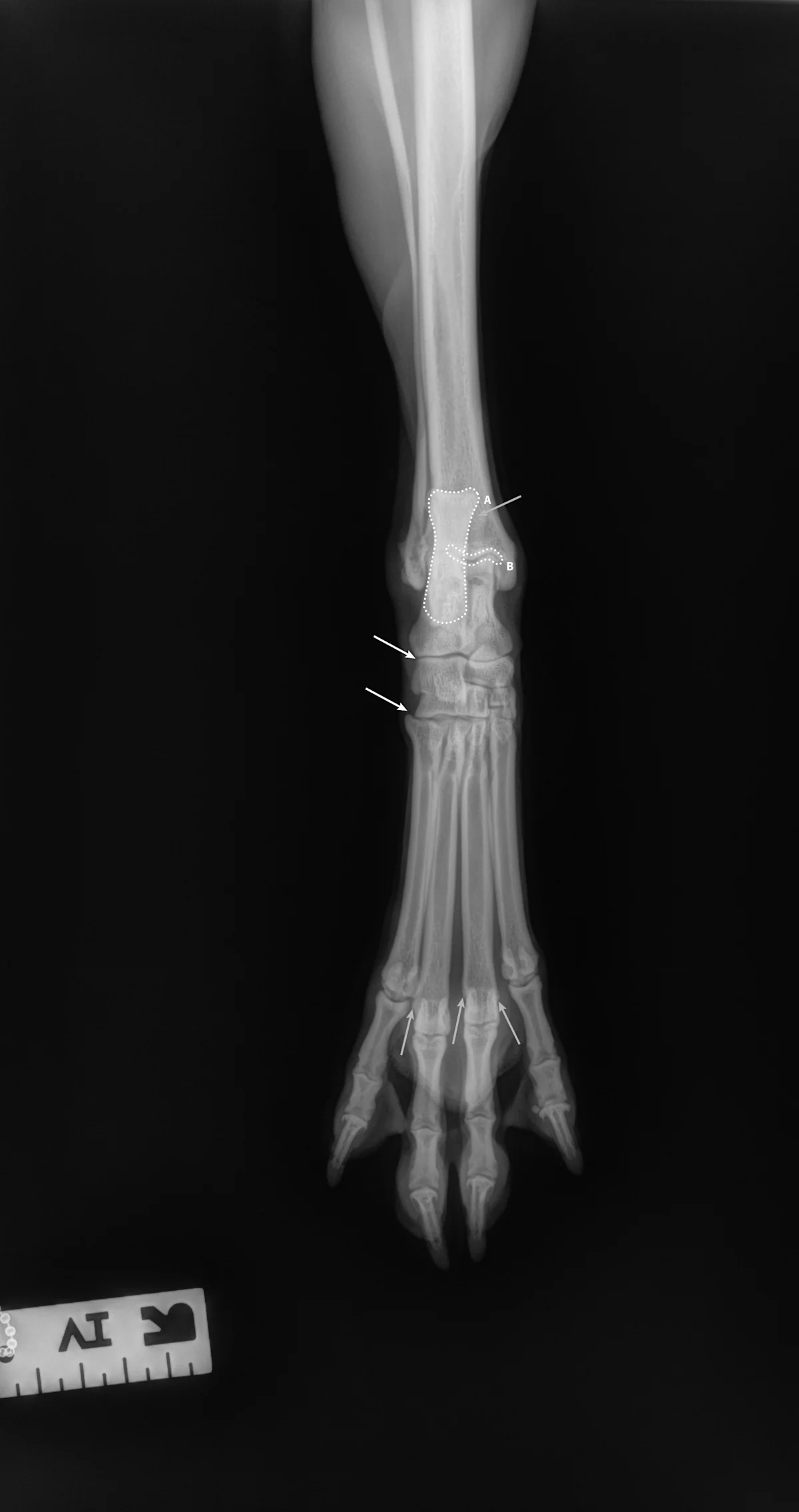 Radiographic images of a dog’s foot.
