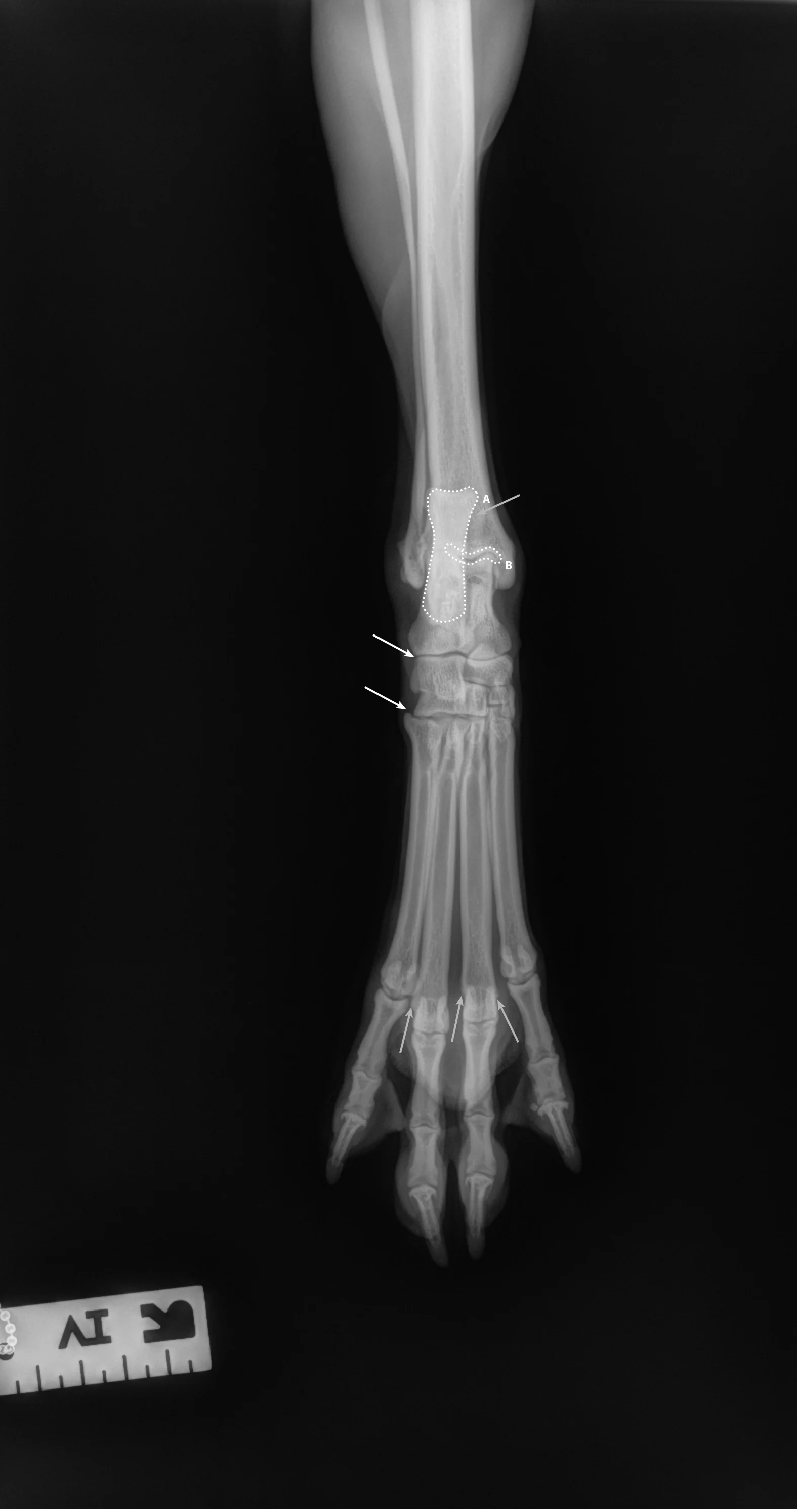 Radiographic images of a dog’s foot.
