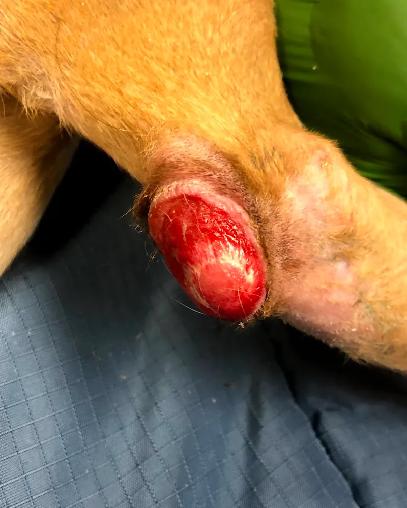 Figure 7A shows a large, hyperemic ulceration over point of a dog’s elbow. Figure 7B shows coalescing areas of alopecia and ulceration over lateral aspect of a dog's forelimb.