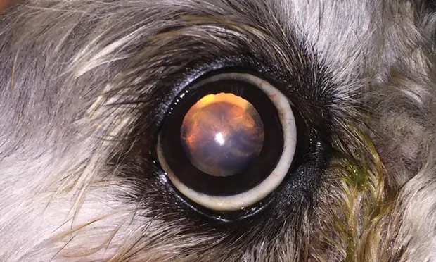 Nuclear Sclerosis vs Cataracts in Dogs Cats Clinician s Brief