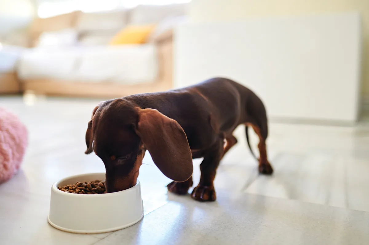 A brown dachshund is eating from a white food bowl filled with dry kibble, set on a light-colored floor in a bright, modern living room. The background features a cozy sofa and soft furnishings, creating a warm and inviting atmosphere.
