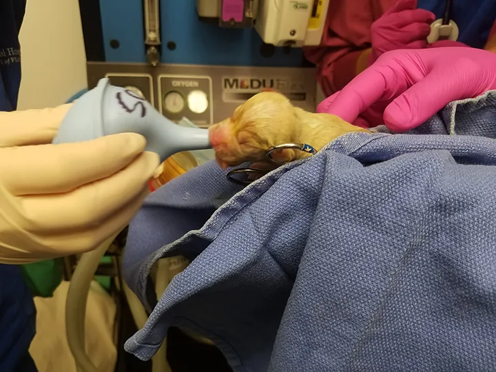 Gloved hands inserting rubber bulb syringe into mouth of a neonatal puppy.