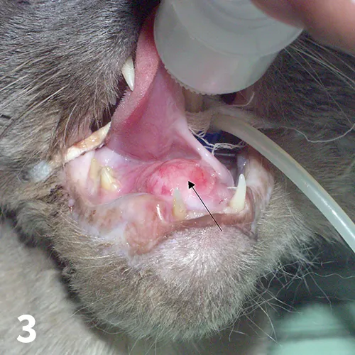 Intraoral image of intubated cat with tongue lifted to reveal a smooth, round pink mass below tongue.