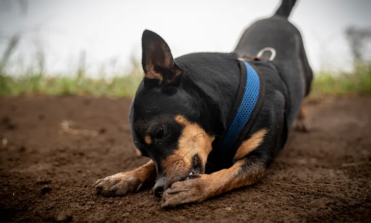 Dog chewing its paw outside.