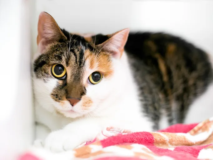 A cat with dilated pupils looking into the camera.