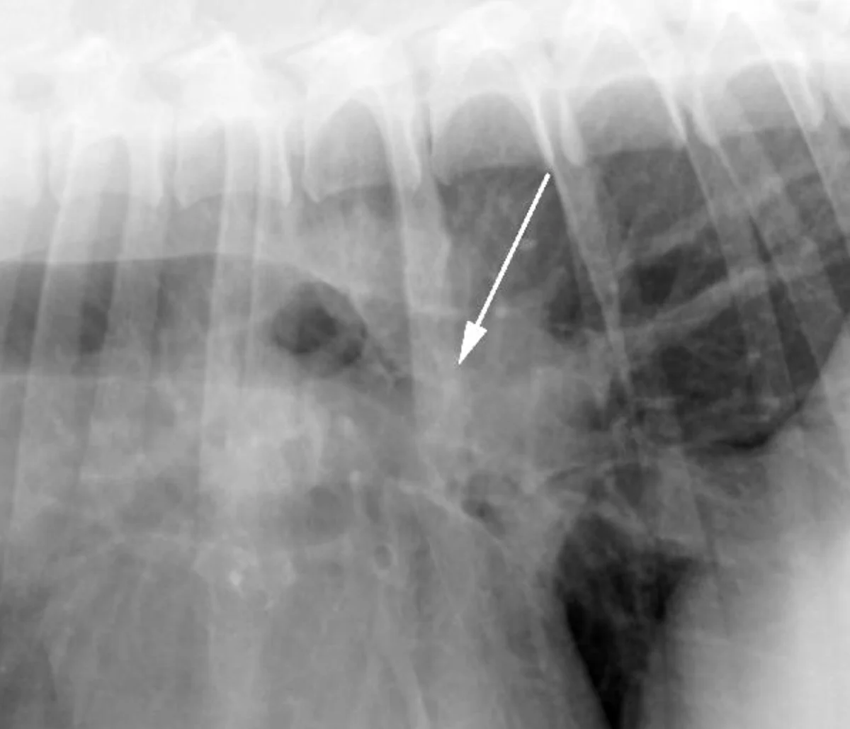 Lateral thoracic X-rays of 2 dogs illustrating appearance of dorsal and ventral deviations of the tracheal carina.