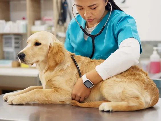Female veterinary professional uses a stethoscope to listen to a dog's heart