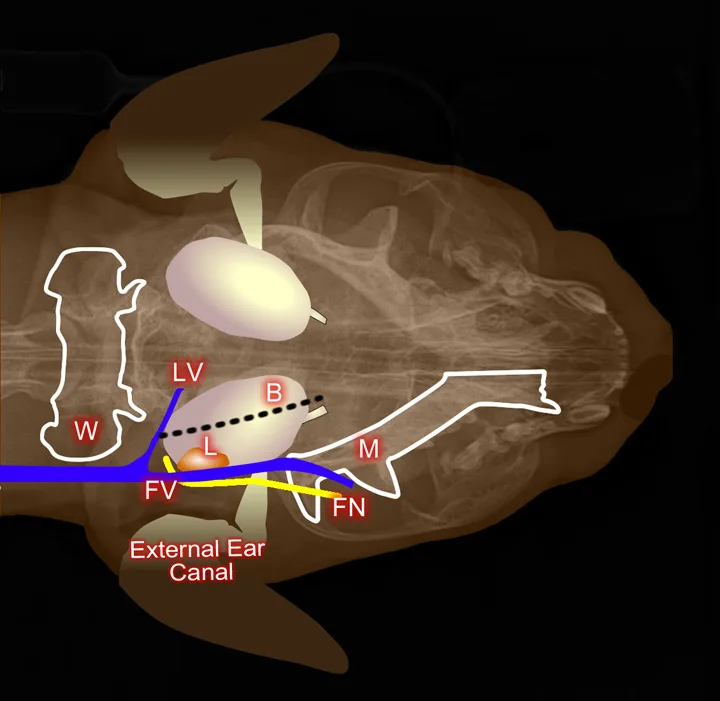 selected slide image