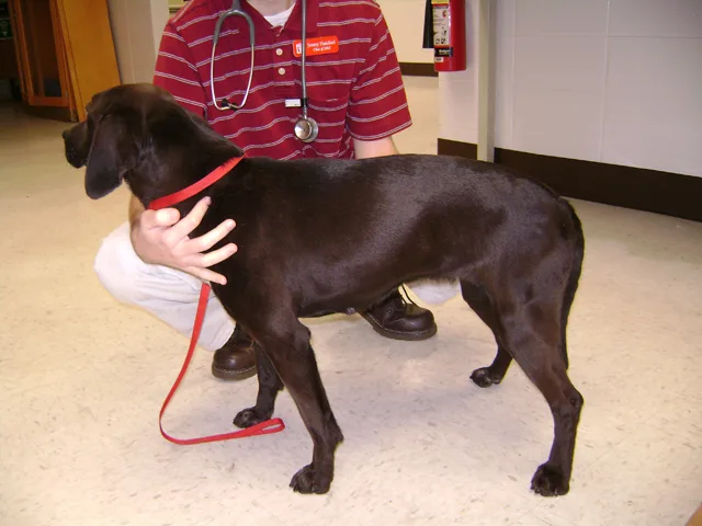 A healthy dog held in place by a veterinarian.