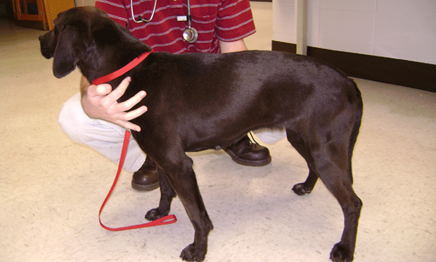 Body Condition Score Techniques For Dogs | Clinician'S Brief