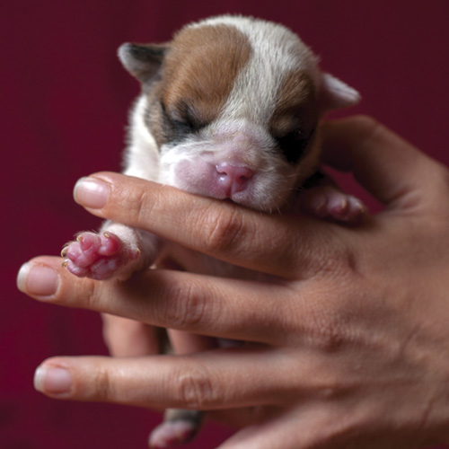 Pediatric Critical Care for Puppies and Kittens | Clinician's Brief