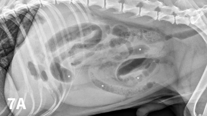 Figure 7A depicts a left lateral abdominal radiograph of a dog with dilated loops of bowel. Figure 7B depicts a left lateral abdominal radiograph of a dog with a wooden spoon being used to compress the abdomen.