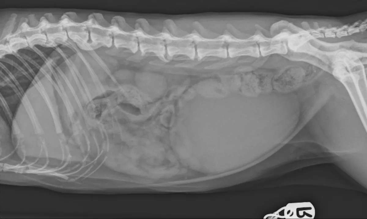 Two-view abdominal radiographs in a cat showing a large, distended bladder.