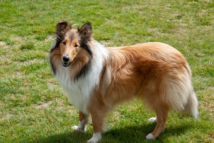 A rough collie standing outside on green grass.