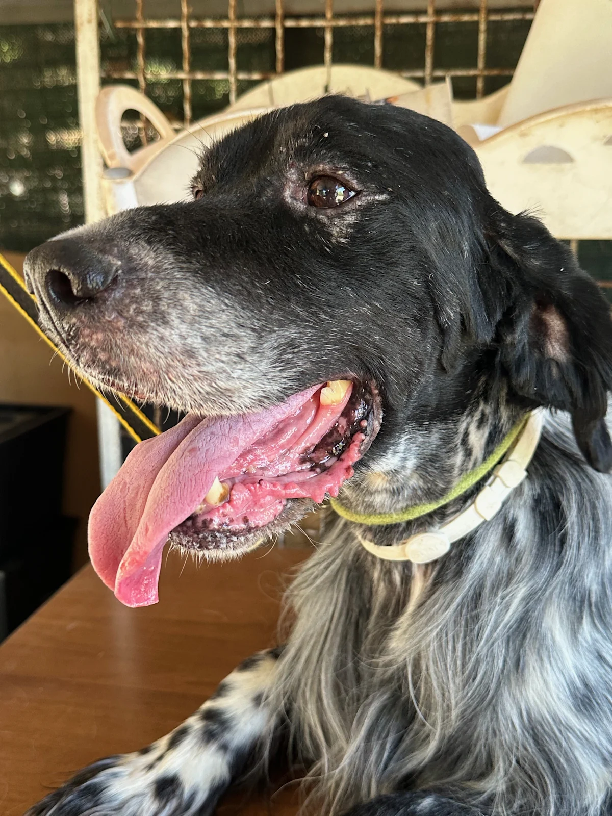 Face of a panting dog with periorbital dermatitis.