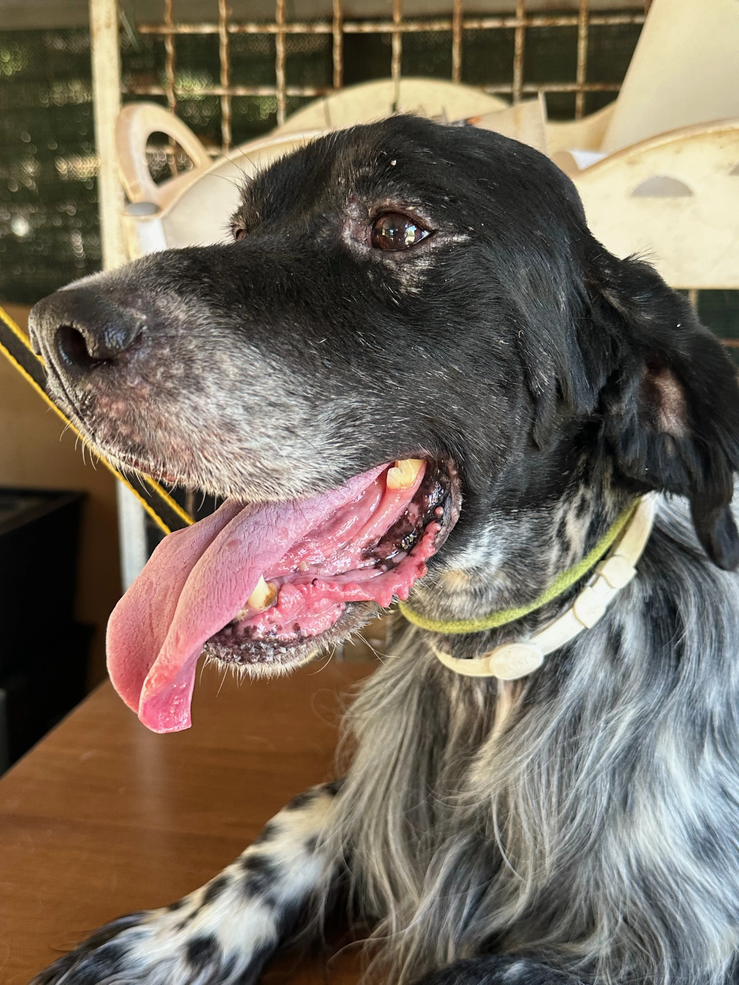 Face of a panting dog with periorbital dermatitis.