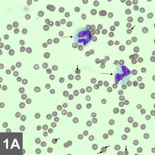 Feline Cytauxzoonosis: Fatal Infection | Clinician's Brief