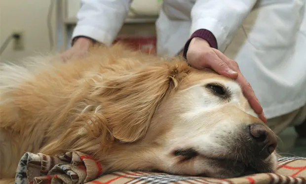 A veterinarian in a white coat gently examines a golden retriever lying on a plaid blanket, with one hand resting on the dog's head. The setting appears to be a veterinary clinic, emphasizing the compassionate care provided to the patient.