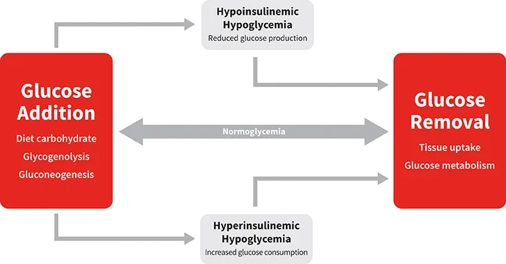 Major Causes of Hypoglycemia Clinician s Brief