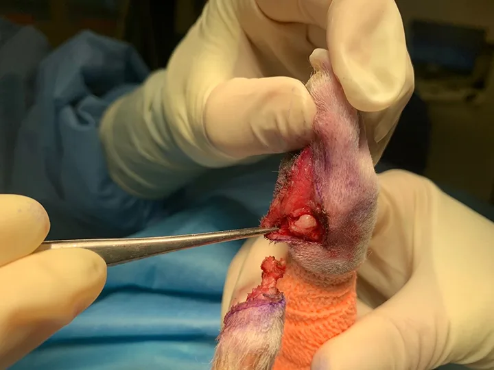 Gloved hands holding dog paw after 2nd digit has been removed.