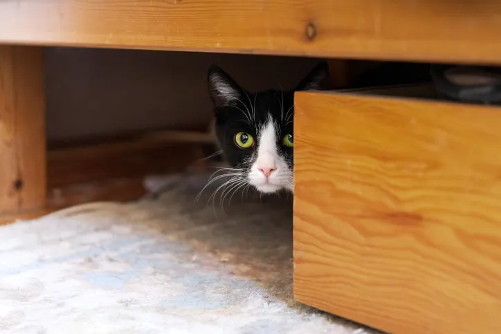 Managing Feline Anxiety Aggression Beyond Fluoxetine Photo Inspiration